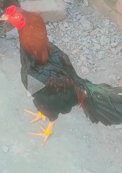 nathoki