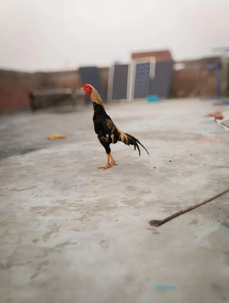 bhaot hi Acha patha high quality — photo 2