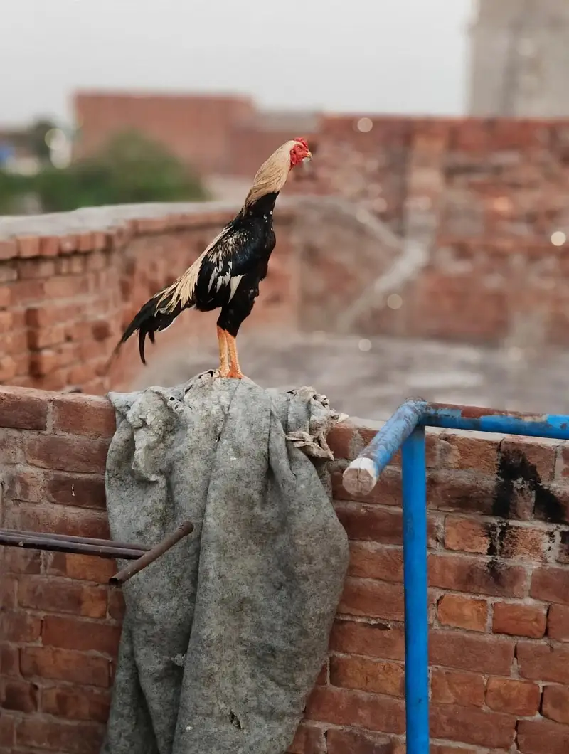 bhaot hi Acha patha high quality — photo 3