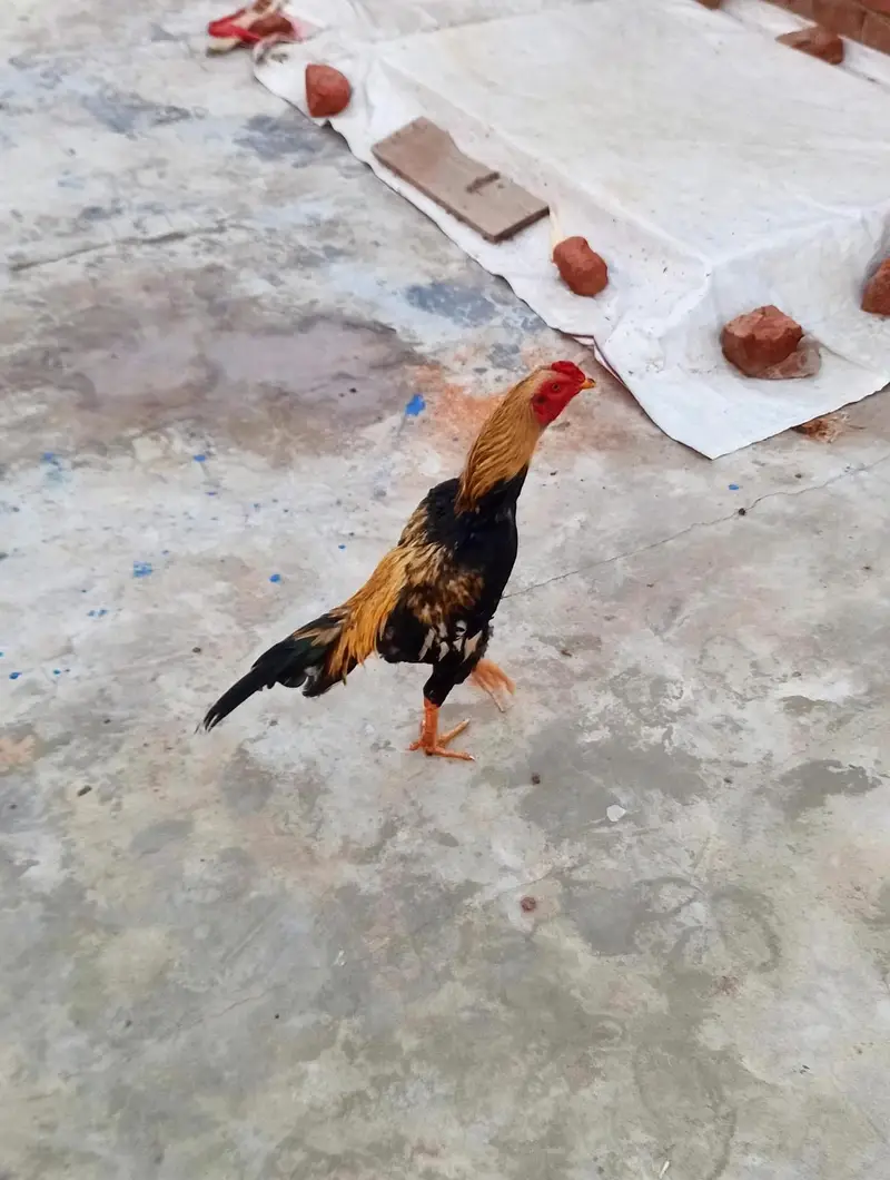 bhaot hi Acha patha high quality — photo 4