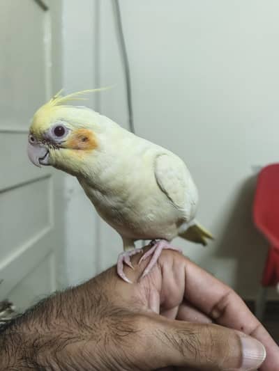 Hand Tame Cocktail for Sale
