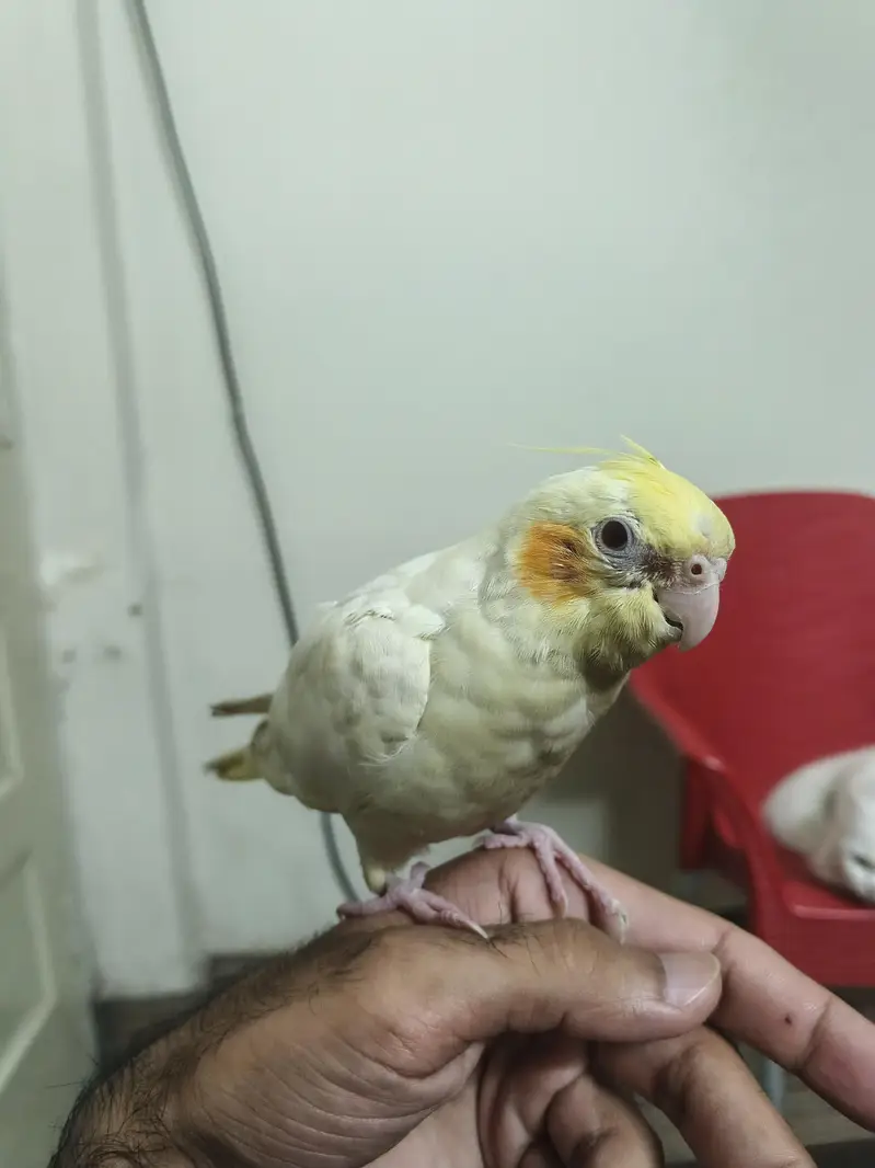 Hand Tame Cocktail for Sale — photo 3