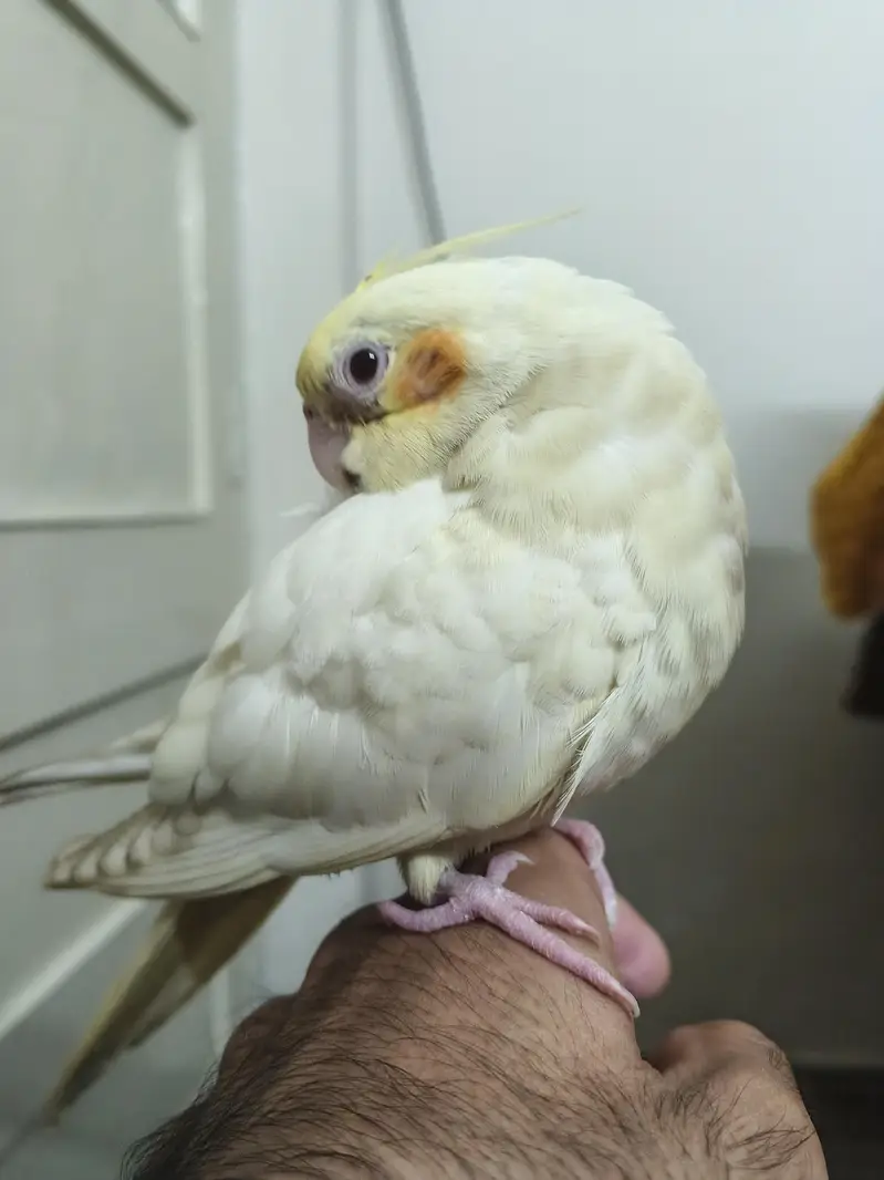 Hand Tame Cocktail for Sale — photo 4