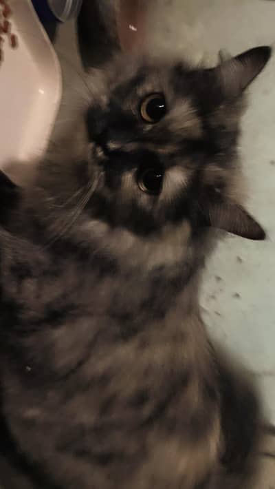 Bella – Persian Cat for Adoption