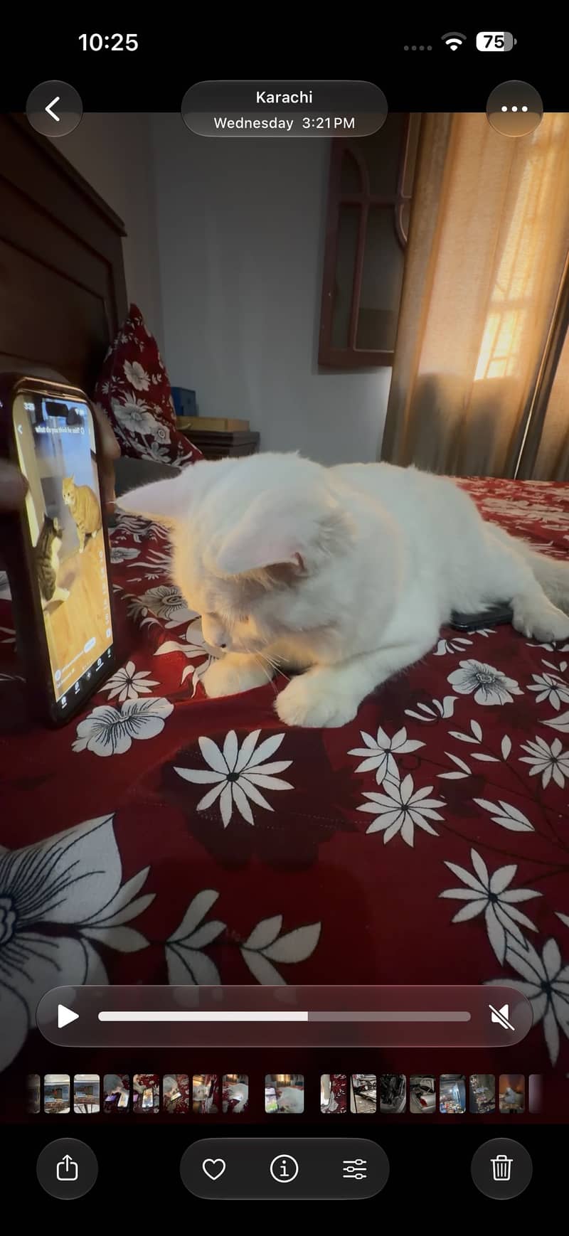 Beautiful White Fluffy Cat and Orange Tabby Billa - Cats - 1120803972