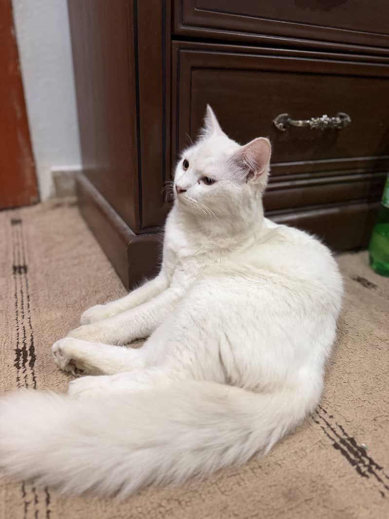 Beautiful White Fluffy Cat and Orange Tabby Billa - Cats - 1120803972