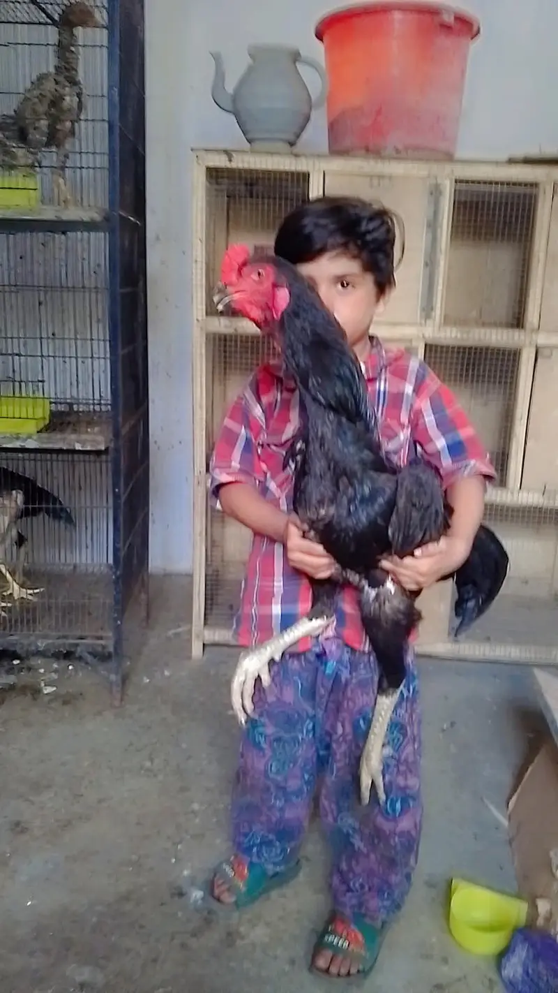 shamo aseel — photo 8