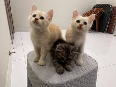 Persian kittens for sale