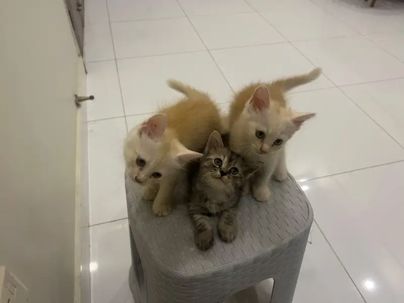 Persian kittens for sale — photo 2