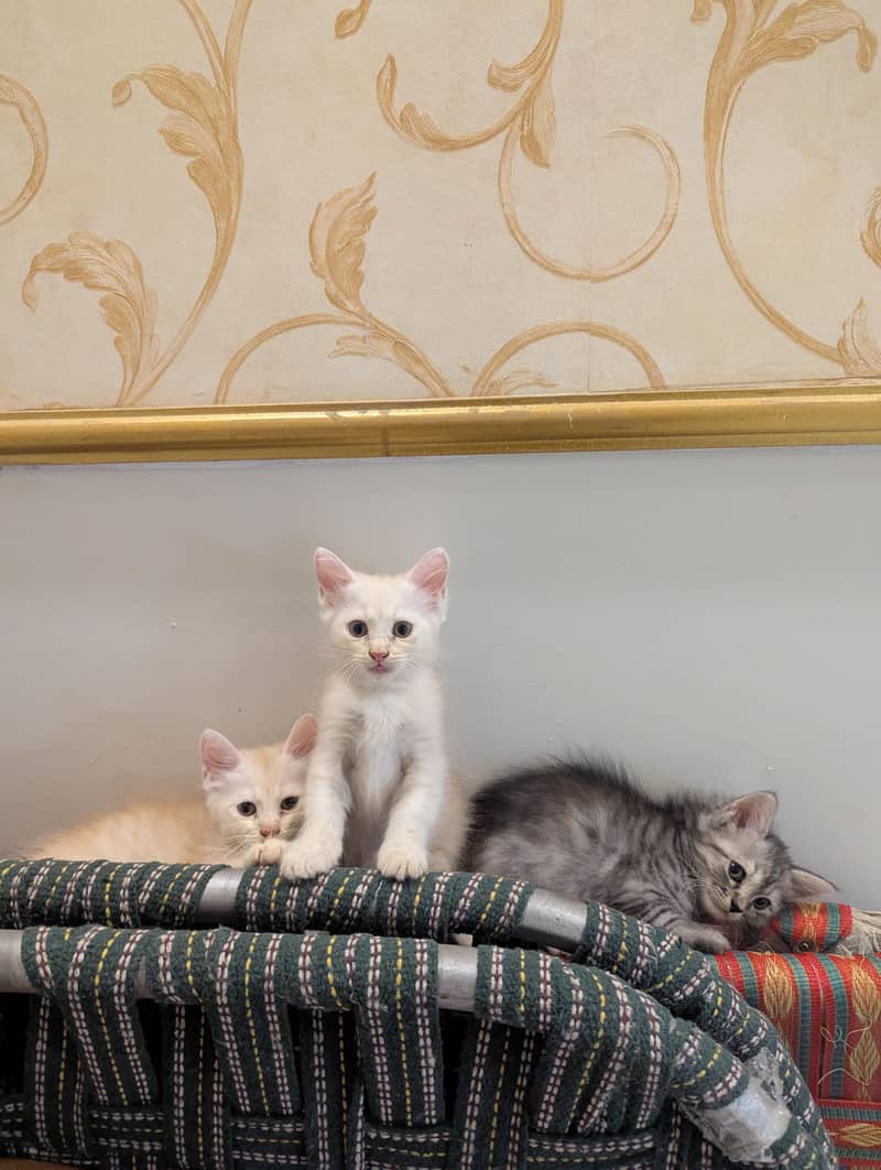 Persian kittens for sale - Cats - 1120803984