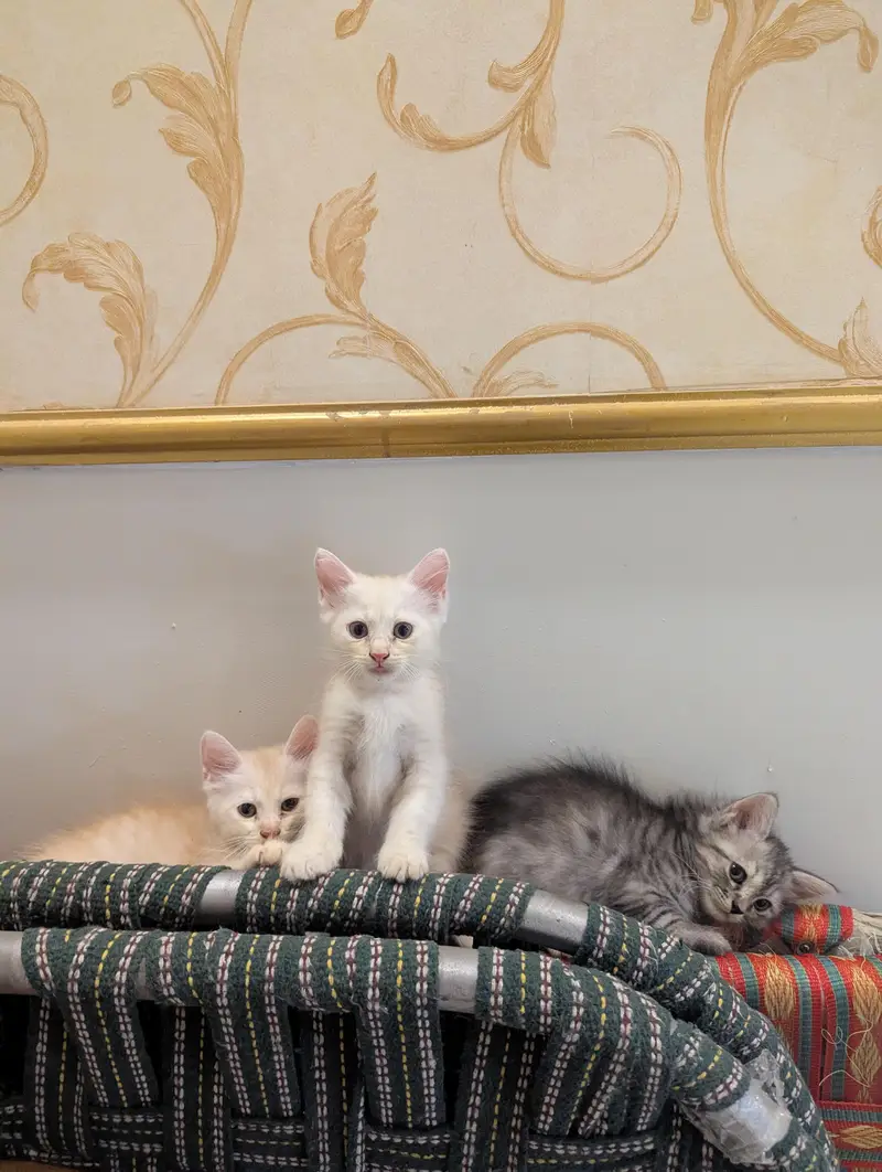 Persian kittens for sale — photo 3