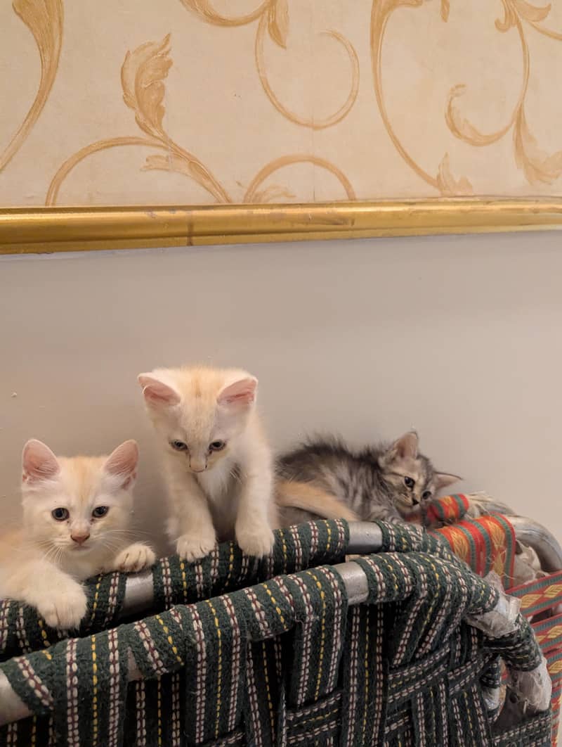 Persian kittens for sale - Cats - 1120803984