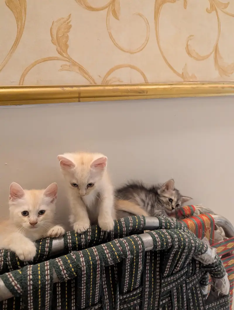 Persian kittens for sale — photo 4