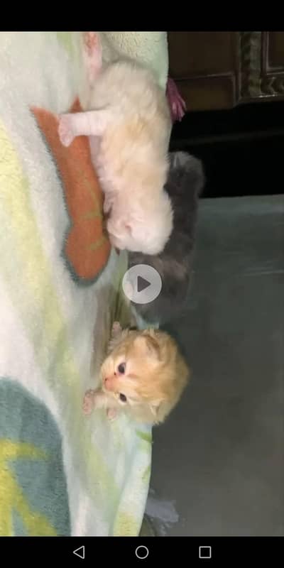 persion kitten white colour for swell 03313959216