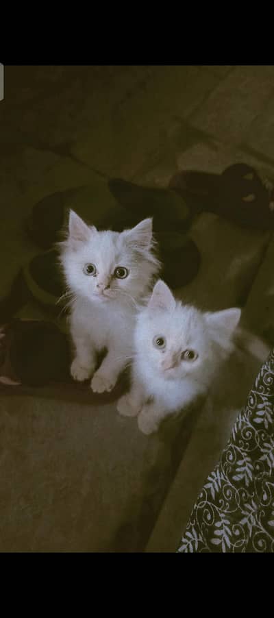 Persian cat cubs are