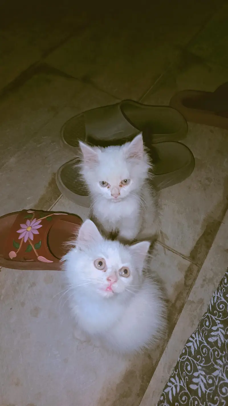 Persian cat cubs are — photo 2