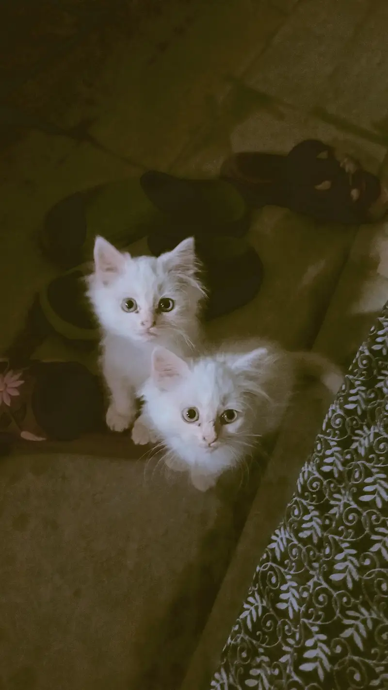 Persian cat cubs are — photo 3