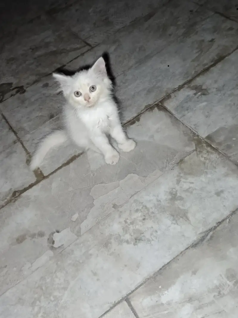 Persian cat cubs are — photo 4