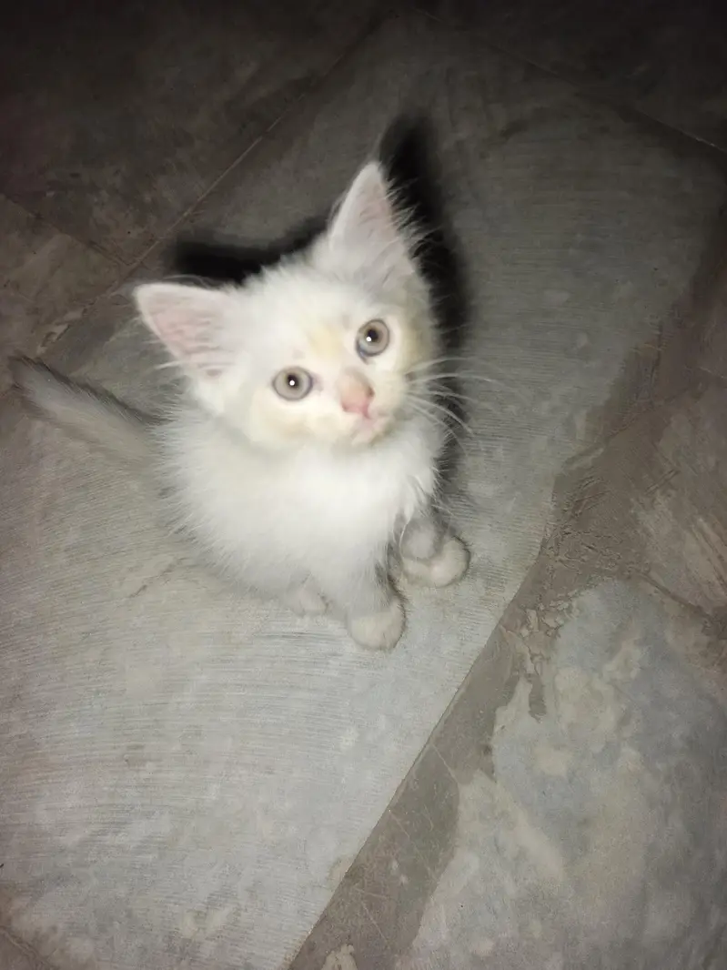 Persian cat cubs are — photo 5