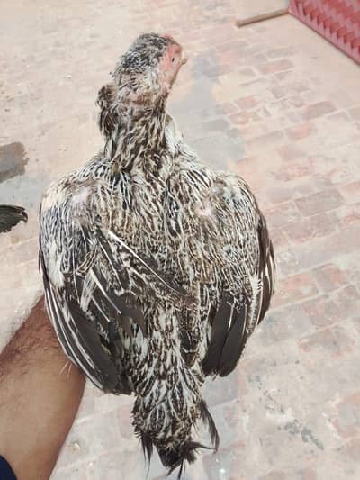 both payar aseel female 03180494216