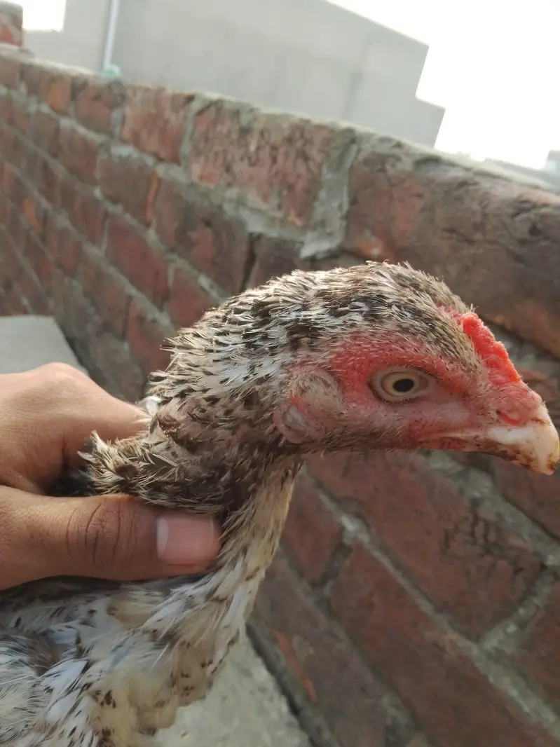both payar aseel female 03180494216 — photo 3