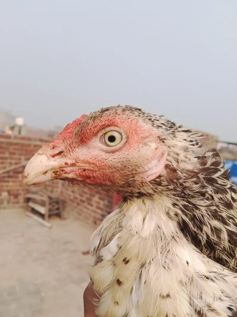 both payar aseel female 03180494216 — photo 5