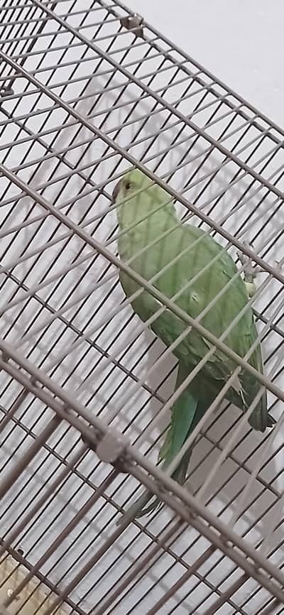 Good and active parrot