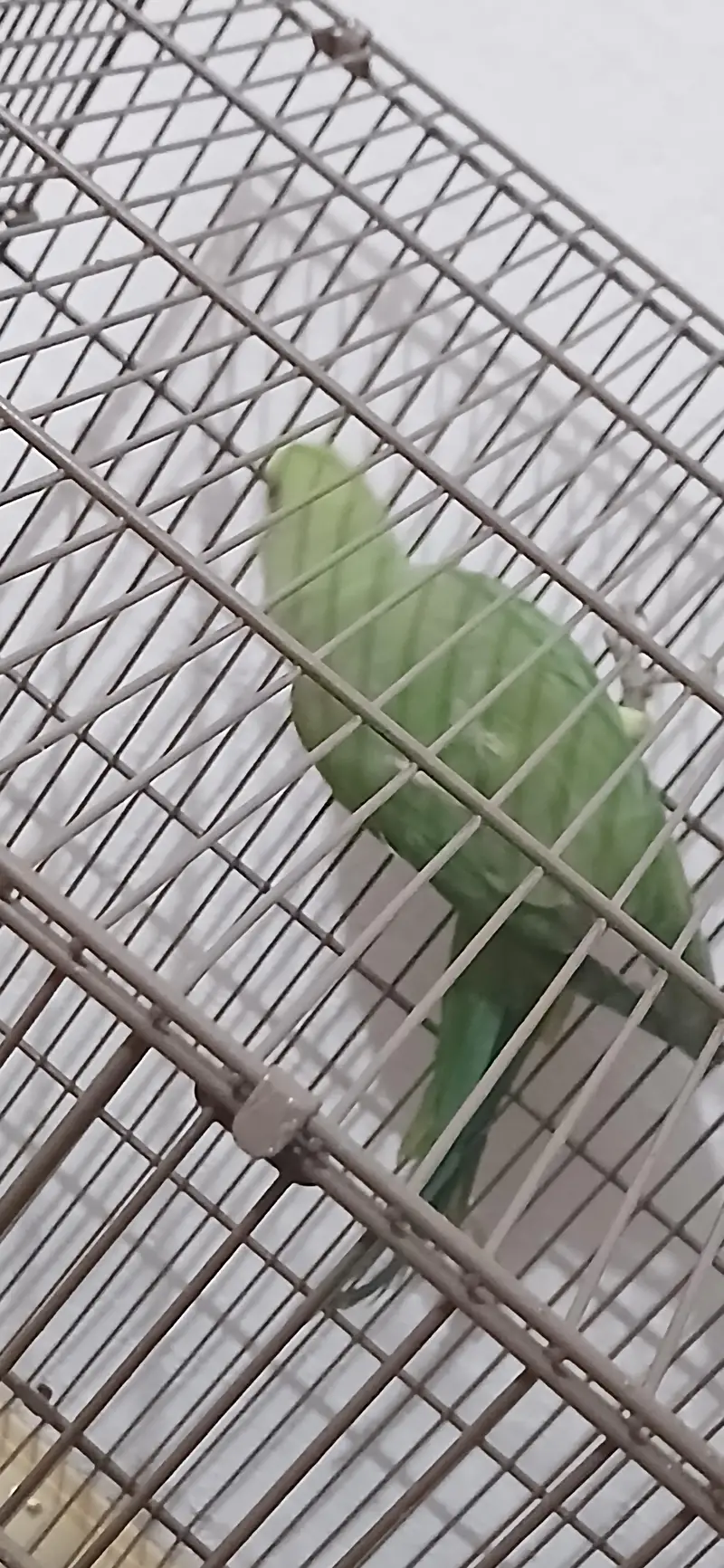 Good and active parrot — photo 2