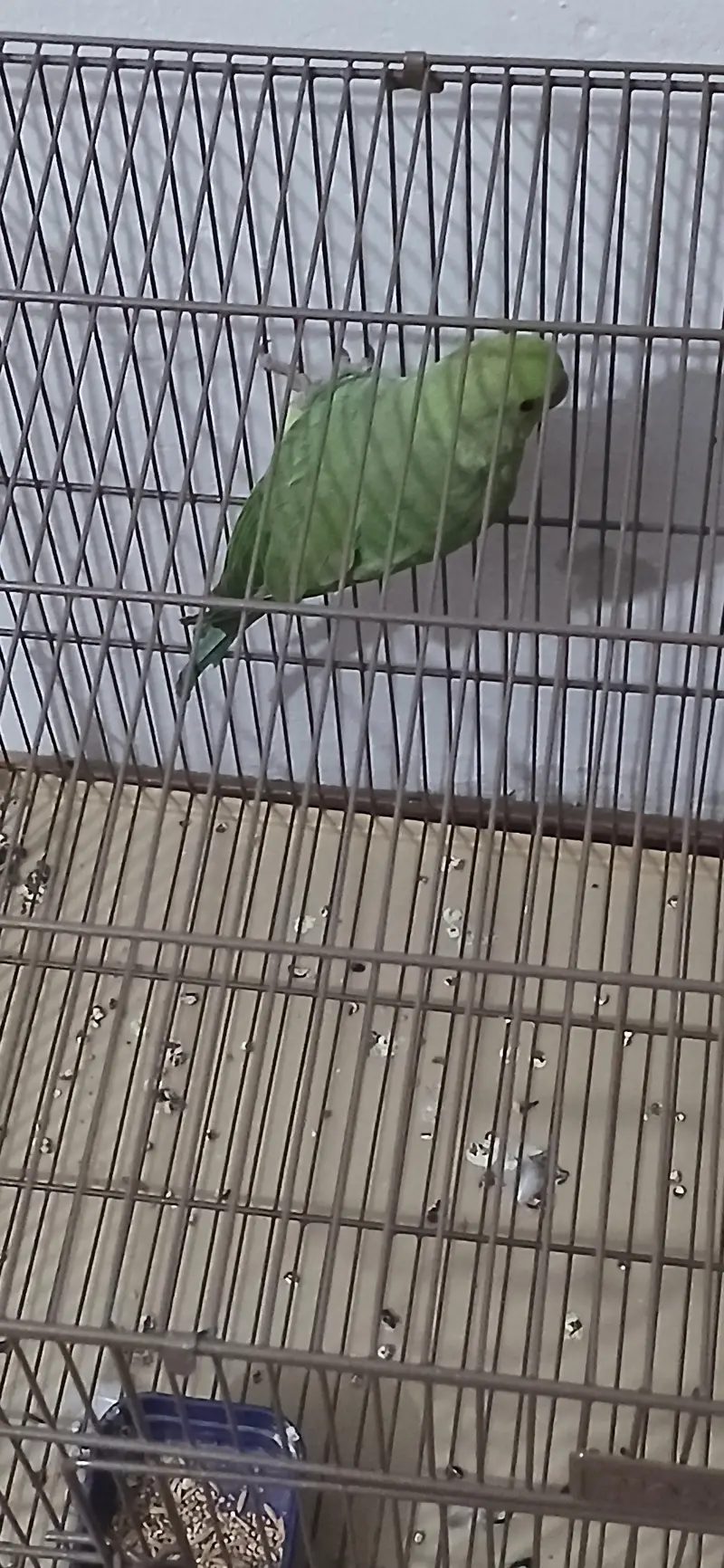 Good and active parrot — photo 3