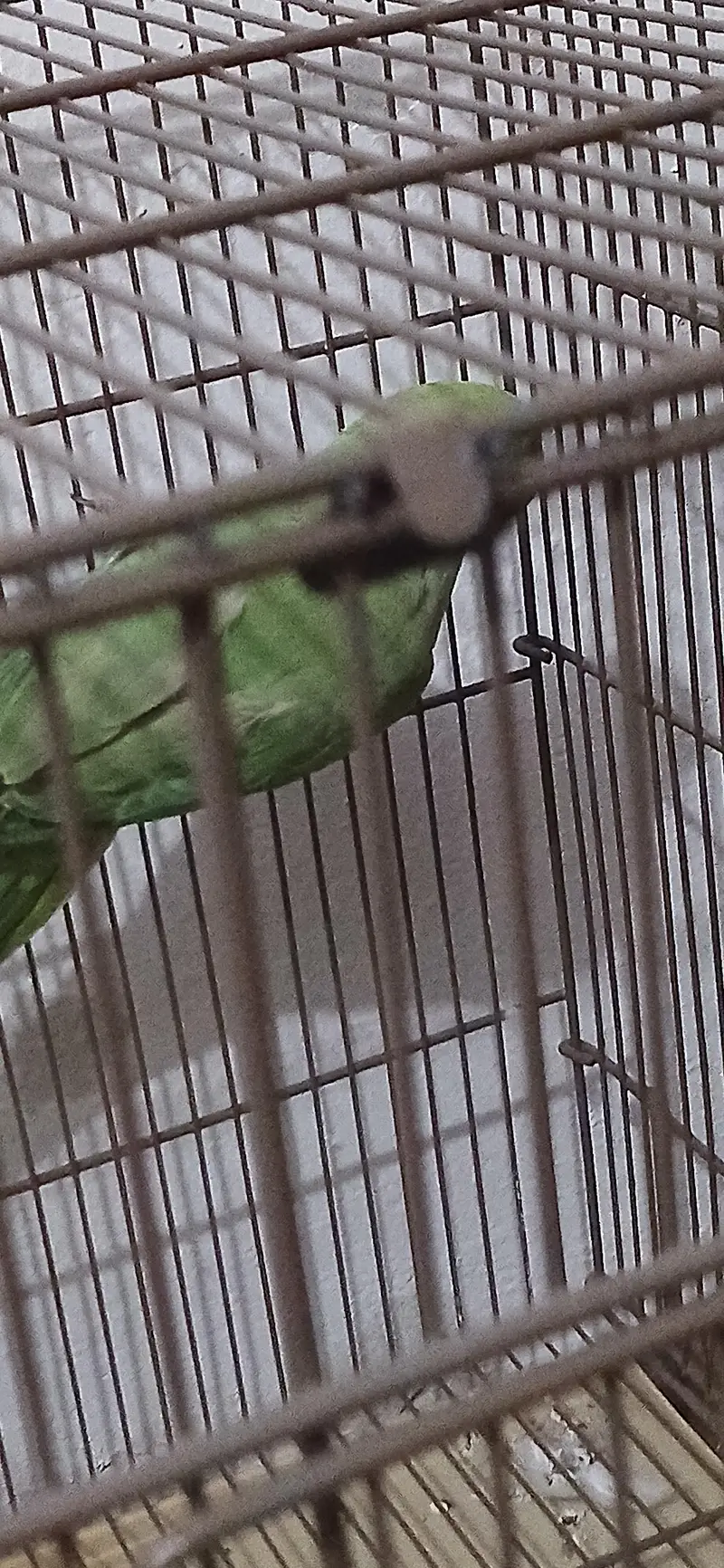 Good and active parrot — photo 4