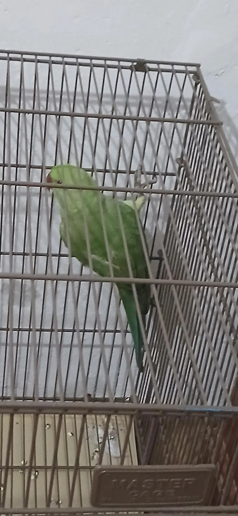 Good and active parrot — photo 5