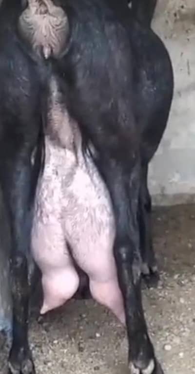 desi beetal bakri for sale
