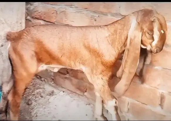 desi beetal bakri for sale — photo 2