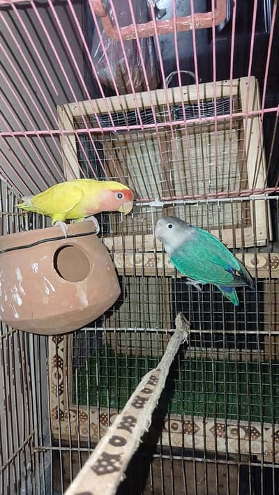 love birds breeder pair