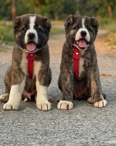 Afghan Kuchi Pair For Sale03051900925