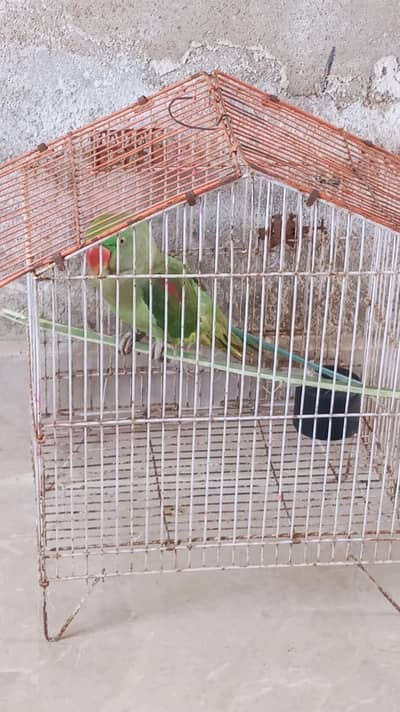 Pahari Tota