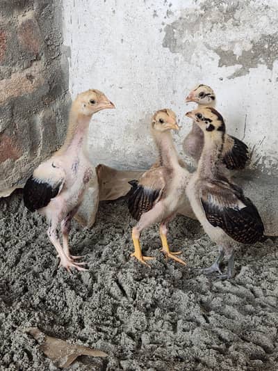 Aseel chicks