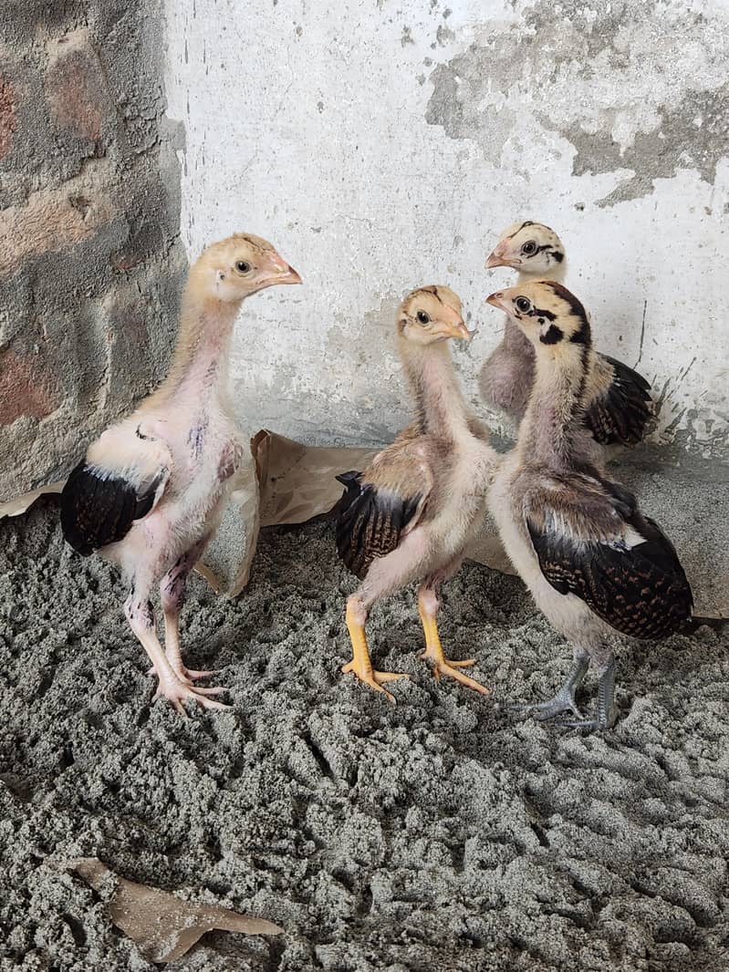 Aseel chicks 0