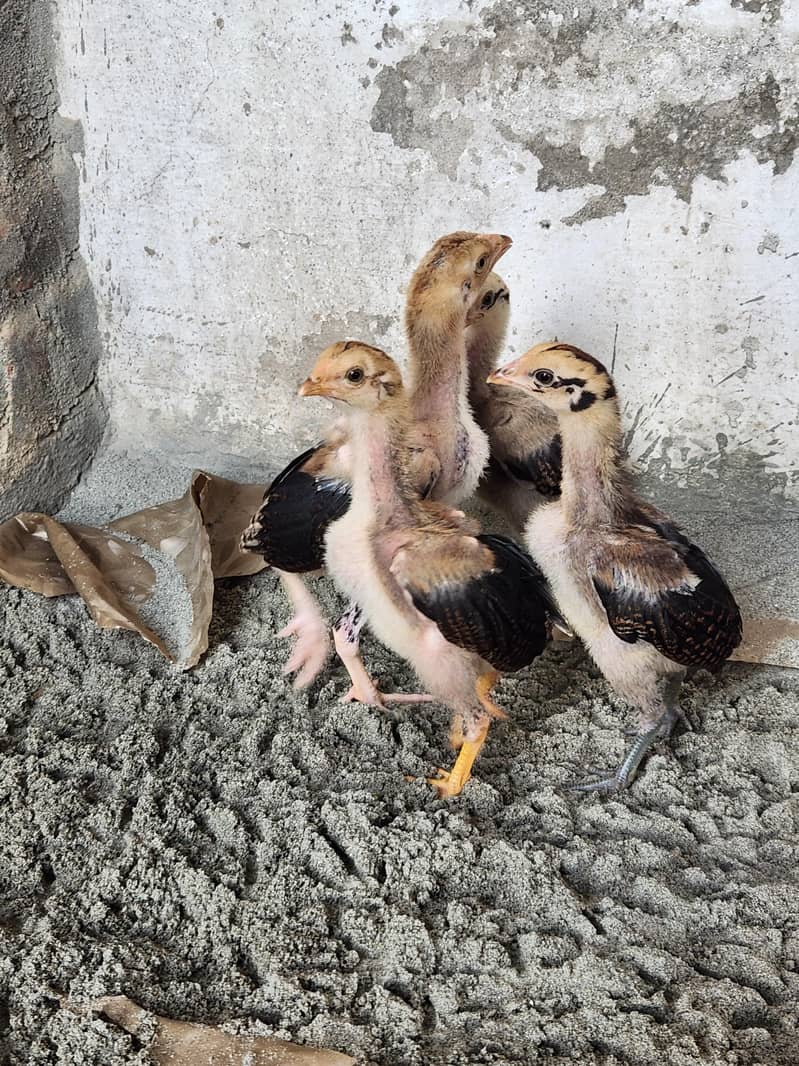 Aseel chicks 1
