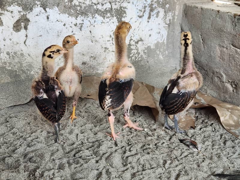 Aseel chicks 2