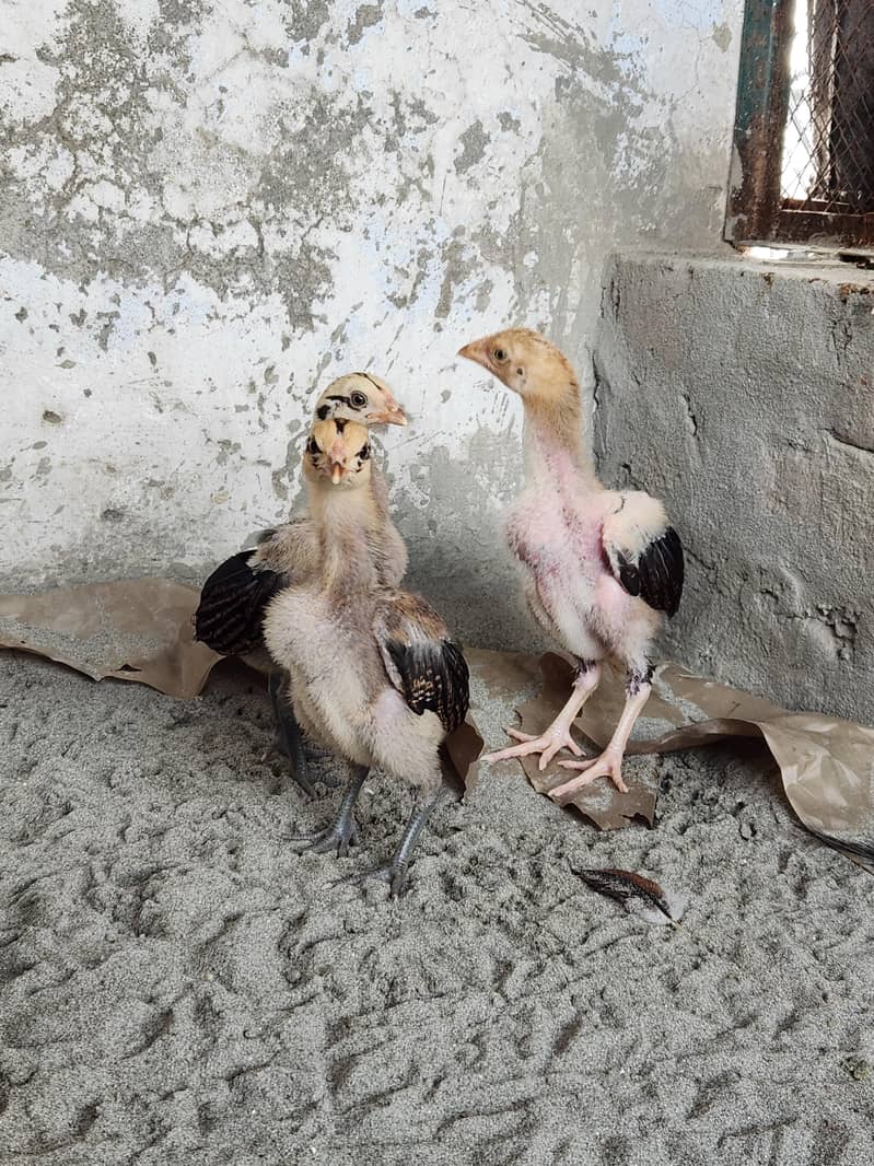Aseel chicks 3