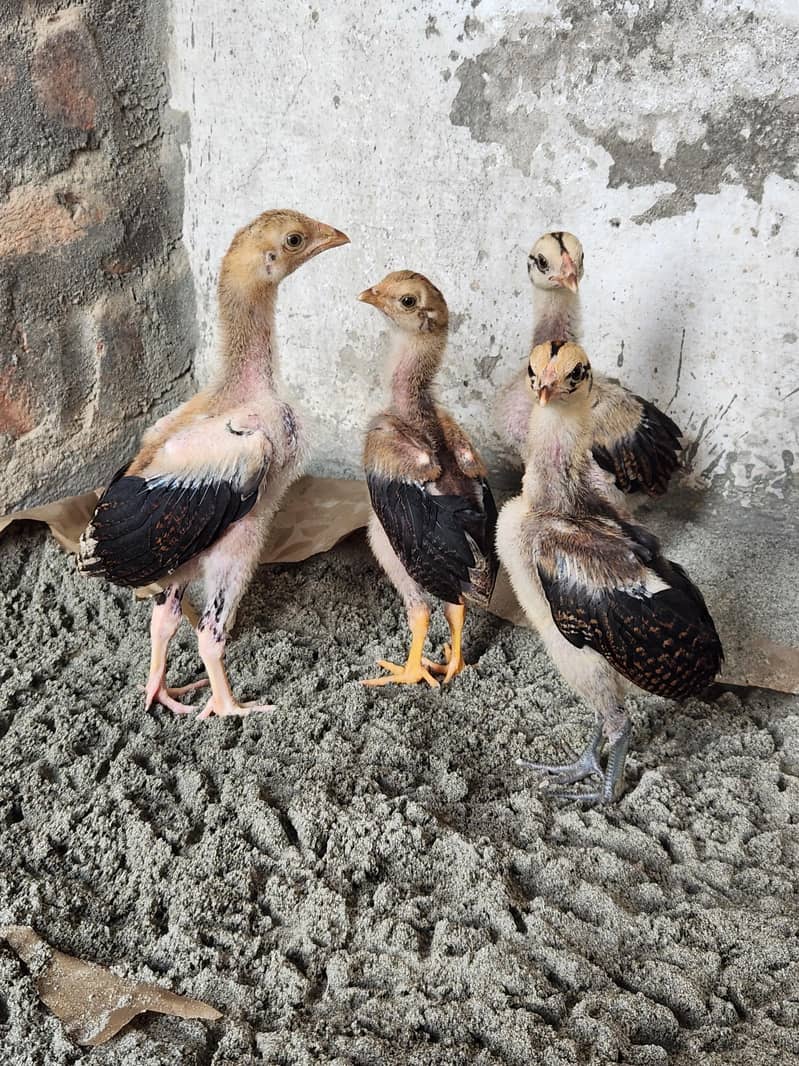 Aseel chicks 5