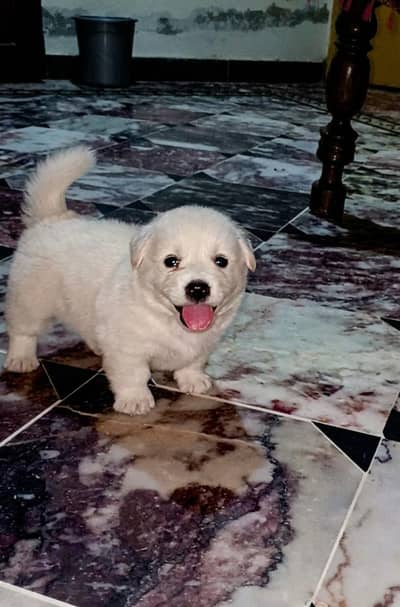 cute dog