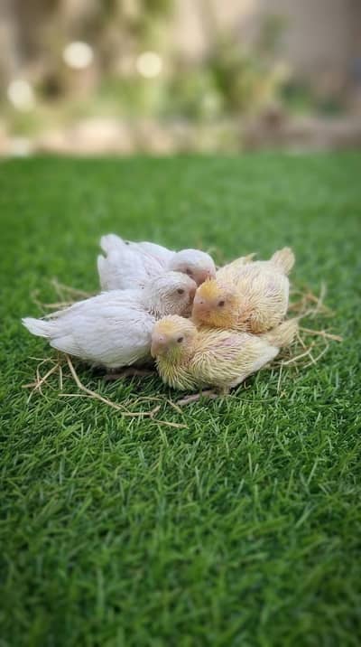 Cockatiel Chicks for Sale – Available Now!