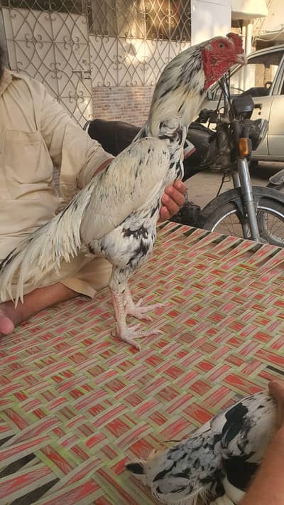Amroha Murgha and Cheeni Galwi