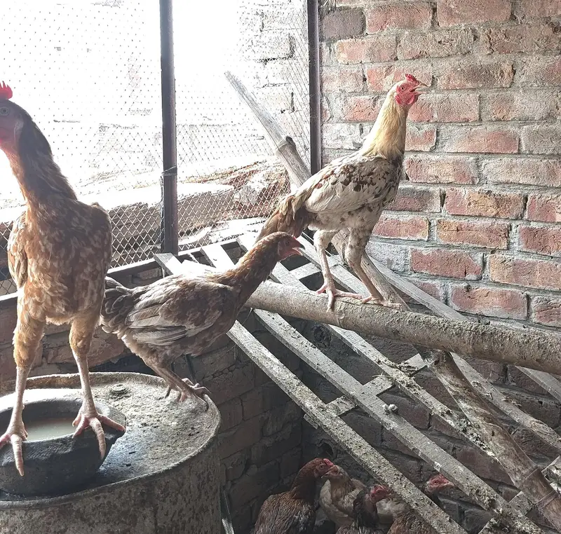 Watts app rabta ka lia 03344163983 — photo 4