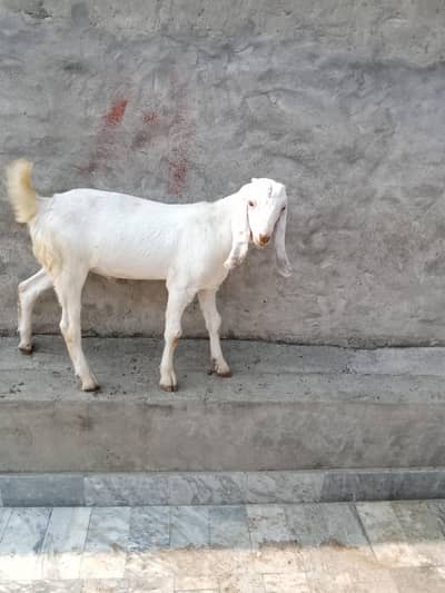 mix nasal ka bakri ka bacha available for sale