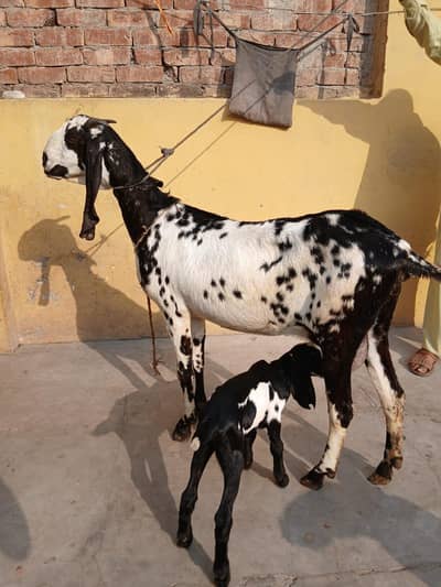 pure betal nagra bakri with 2baby male