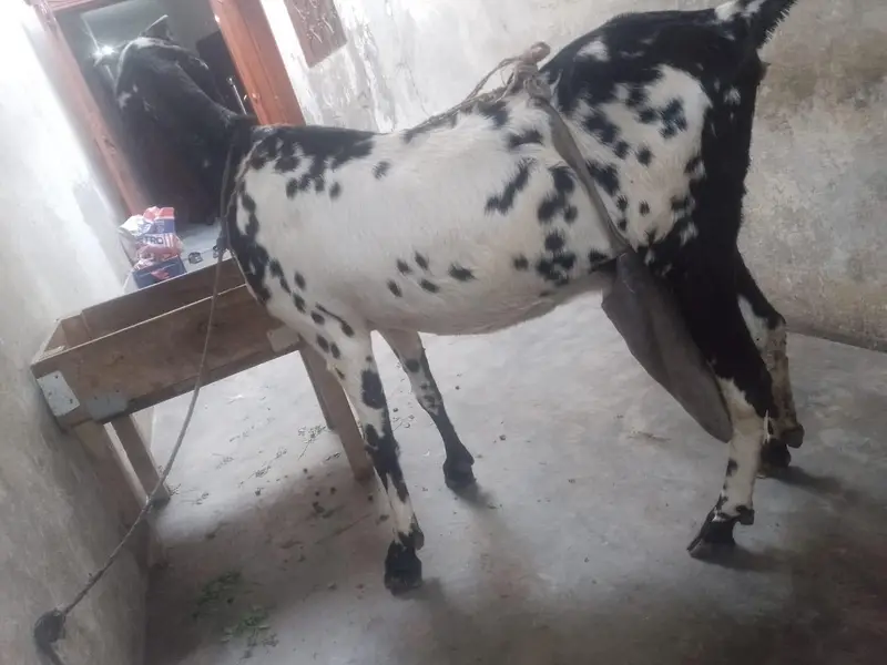 pure betal nagra bakri with 2baby male — photo 2