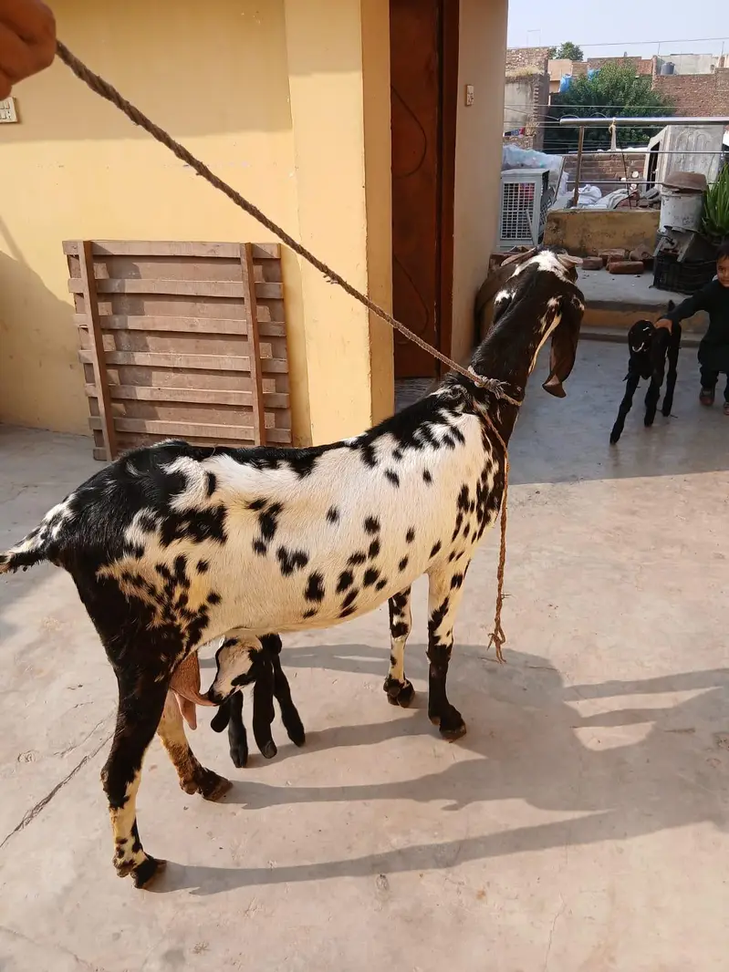 pure betal nagra bakri with 2baby male — photo 3
